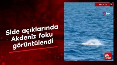 Antalya'da Akdeniz foku görüntülendi, turistler hayretler içinde izledi