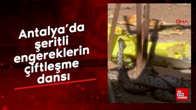 Antalya'da şeritli engereklerin çiftleşme dansı