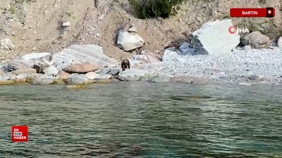 Bartın'da sahile yavru ayı inince vatandaşlar uyarıldı