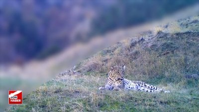 İbrahim Yumaklı paylaştı: Anadolu Parsı bizi yeniden selamladı