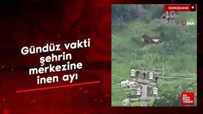 Gümüşhane'de gündüz vakti şehrin merkezine inen ayı