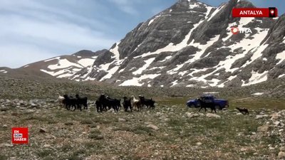 Antalya'da Yörüklerin yayla serüvenleri başladı