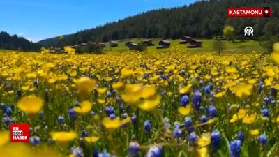 Kastamonu yaylaları baharın tüm güzelliklerini sergiliyor