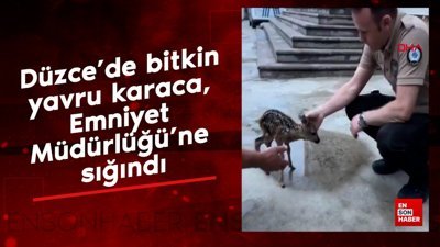 Düzce'de bitkin yavru karaca, Emniyet Müdürlüğü'ne sığındı