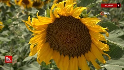 Adana’da ayçiçeği tarlaları sarıya büründü
