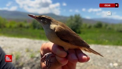 Kıtalararası göçen 28 gram ağırlığındaki kuş 1 gramlık cihazla takip edildi