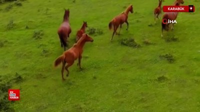 Karabük yaylalarında yılkı atları görüntülendi