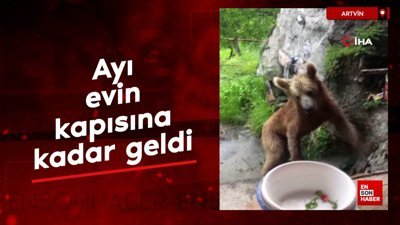 Ayı evin kapısına kadar geldi, çöpleri karıştırdı