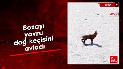 Bursa'da bozayı yavru dağ keçisini avladı