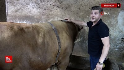 Erzurum’da 1 ton 200 kilo gelen tosun alıcısını buldu