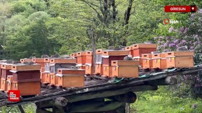Karadeniz’in özel deli balı nadir hasat ediliyor: Geleneksel şifa kaynağı
