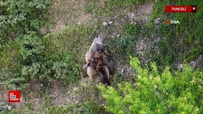 Tunceli dağlarında üç yavrusunu emziren bir anne ayı