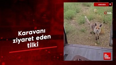 Ankara'da karavanı ziyaret eden tilki