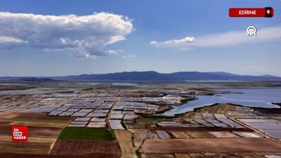 Edirne'de çeltik ekim alanı 450 bin dekara ulaştı
