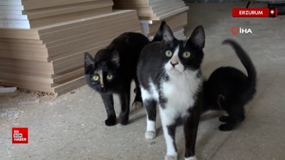 Erzurum’da çılgın kedilerin köpeğe saldırmasının sebebi ortaya çıktı