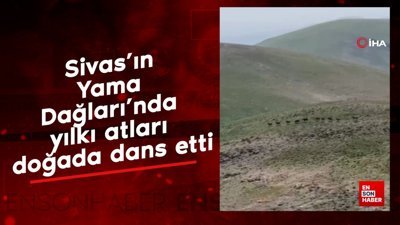 Sivas’ın Yama Dağları’nda yılkı atları doğada dans etti