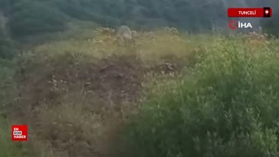 Tunceli'de ilçe merkezine kadar inen kurt, keçiyi kaptığı gibi götürdü
