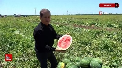 Adana'da karpuz tarlada 10 liraya kadar düştü