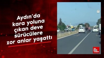 Aydın'da kara yoluna çıkan deve, sürücülere zor anlar yaşattı