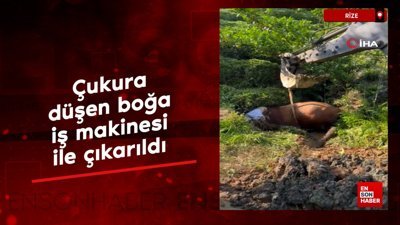 Rize’de çukura düşen boğa iş makinesi ile çıkarıldı
