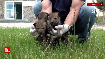 Muş’ta bitkin bulunan 4 kurt yavrusu Van'da koruma altına alındı