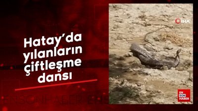 Hatay'da yılanların çiftleşme dansı kameraya yansıdı