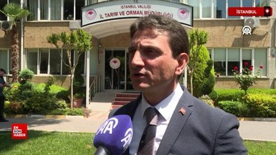 İstanbul’da çiftçiye verilen tohumların yüzde 80’i yerli üretim