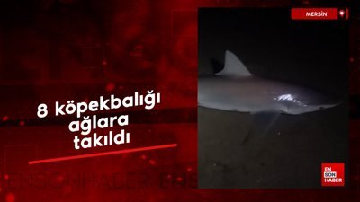 Mersin'de 8 köpekbalığı ağlara takıldı
