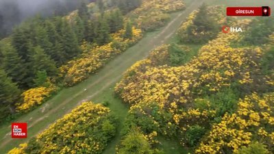 Giresun yaylalarında orman gülleri açtı, doğa renklendi