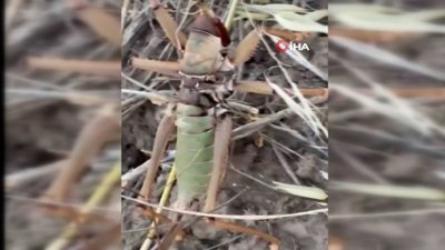 Batman'da 20 santimetrelik dev etçil çekirge görüntülendi