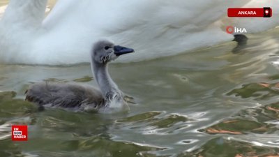 Kuğulu Park’ta Beyaz kuğu yumurtadan çıktı