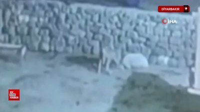 Diyarbakır'da kurdun kaptığı koyun ölü taklidi yaparak kurtuldu