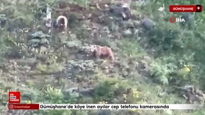 Gümüşhane’de köye inen ayılar cep telefonu kamerasında