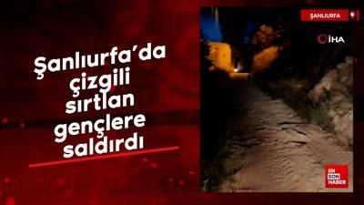 Şanlıurfa’da çizgili sırtlan gençlere saldırdı