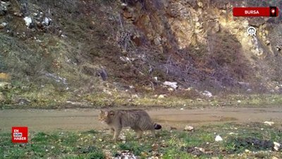 Bursa'da yaban kedisi fotokapanla görüntülendi