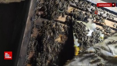 Kastamonu’da 56 arı kovanı zehirlendi, 1 milyona yakın arı telef oldu