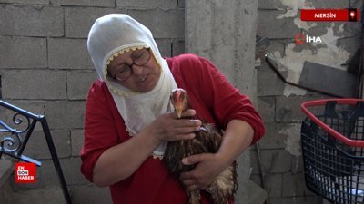 Mersin’de çocuk gibi ağlayan tavuğunu kesmeye kıyamadı