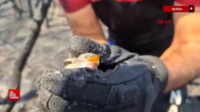 Bursa’da yuvasından düşen yavru kuş kurtarıldı