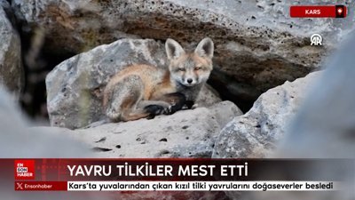 Kars'ta yuvalarından çıkan kızıl tilki yavrularını doğaseverler besledi