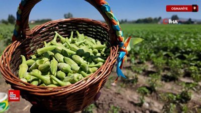 Osmaniye’de bamya hasadı başladı: Türkiye’nin üretim merkezi yine zirvede