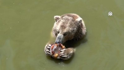 Gaziantep'te hayvanat Bahçesi sakinleri buzlu kokteyllerle serinliyor