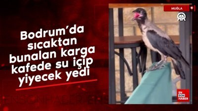 Bodrum’da sıcaktan bunalan karga kafede su içip yiyecek yedi