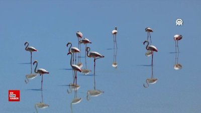 Kuraklık, Tuz Gölü’ndeki flamingo sayısını azalttı