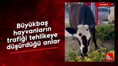 Şile'de büyükbaş hayvanların trafiği tehlikeye düşürdüğü anlar
