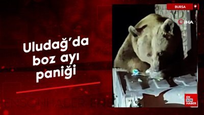 Uludağ'da boz ayı paniği