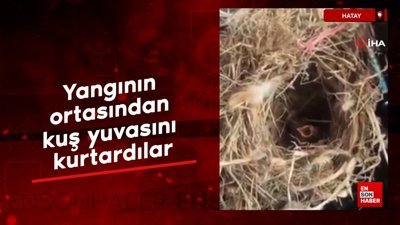 Hatay'da yangının ortasından kuş yuvasını kurtardılar