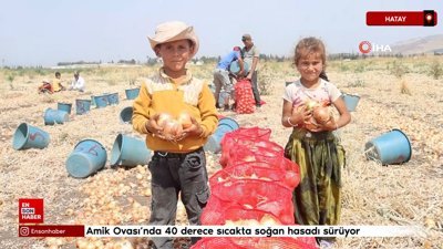 Amik Ovası’nda 40 derece sıcakta soğan hasadı: Tarla fiyatı 5 TL