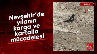 Nevşehir’de yılanın karga ve kartalla mücadelesi