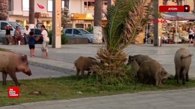 Aydın'da aç kalan yaban domuzu sürüsü, yine ilçe merkezine indi
