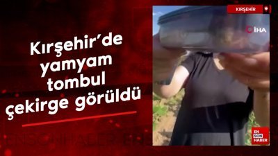 Kırşehir'de yamyam tombul çekirge görüldü